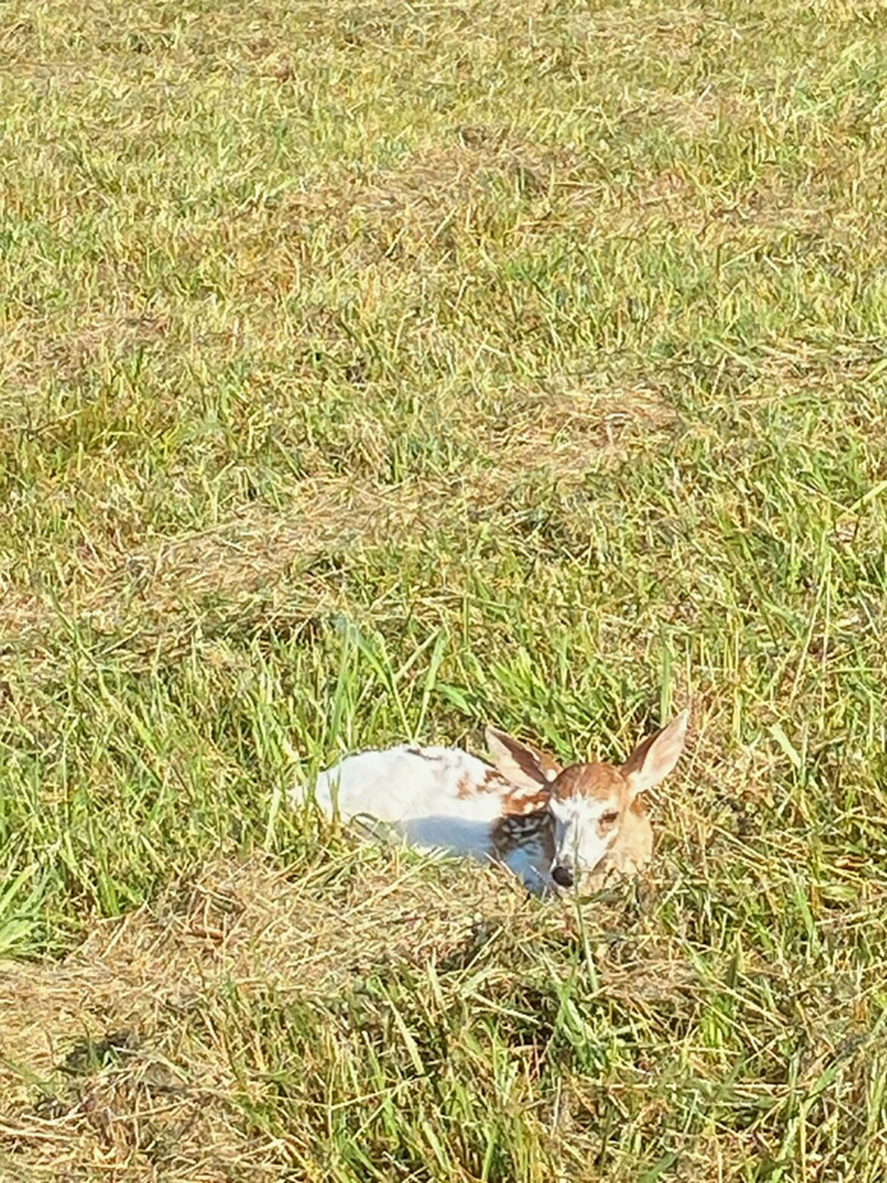 Fawn